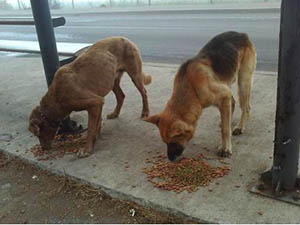 Ongs de Animais Abandonados