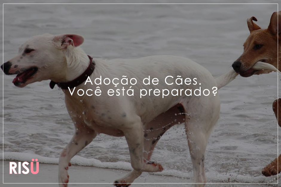 Adoção de Cães
