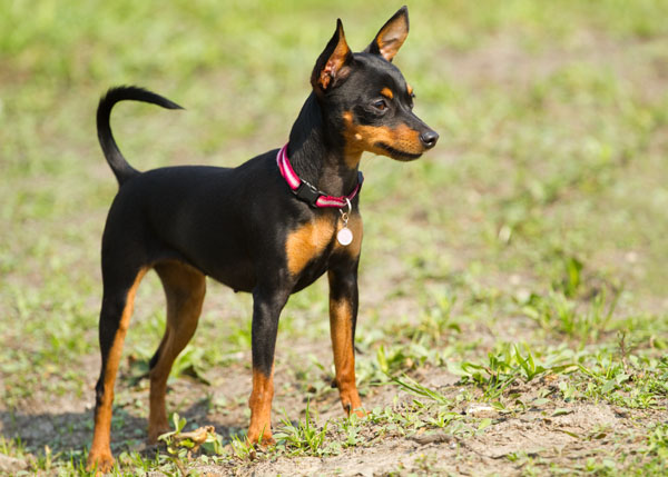 Nomes para cachorro | Pinscher