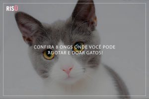 Doação de Gatos