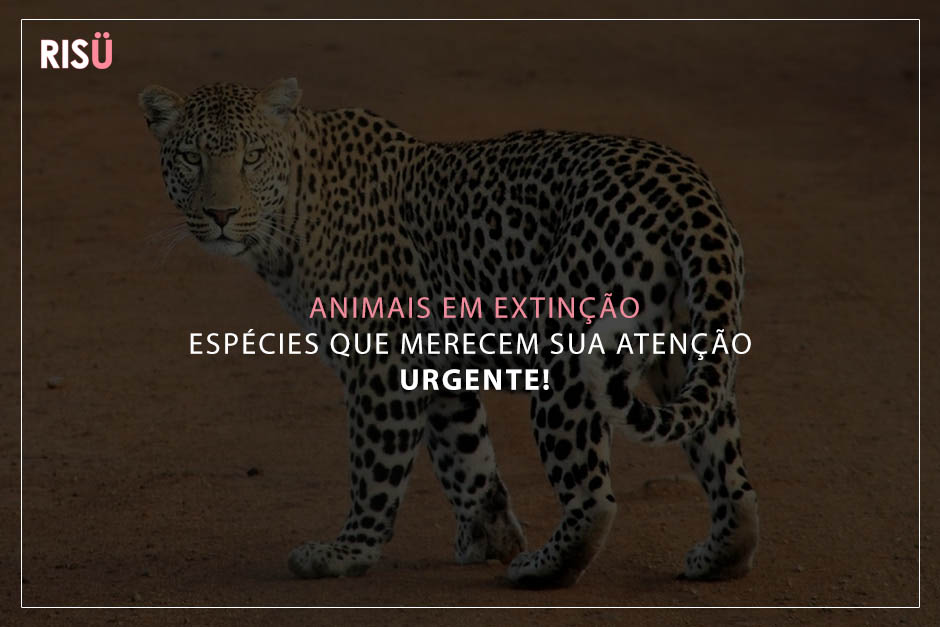 animais em extinção