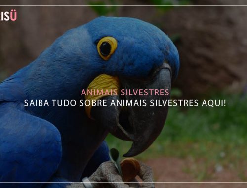 animais silvestres