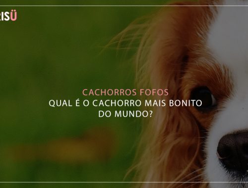 Cachorros Fofos | Qual cachorro mais bonito do mundo?