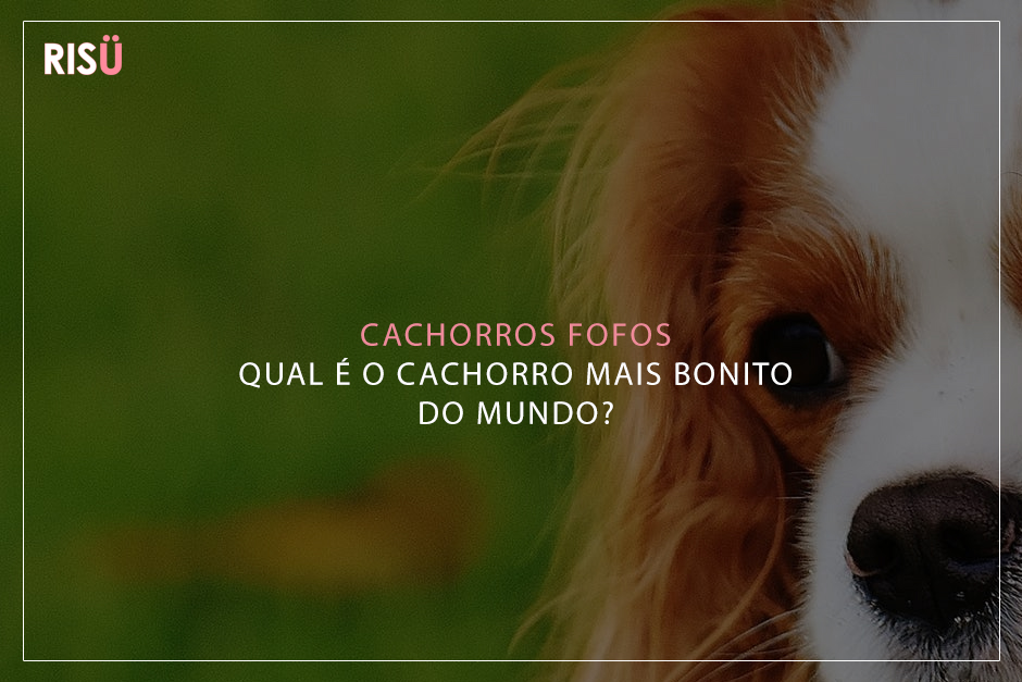 Cachorros Fofos | Qual cachorro mais bonito do mundo?