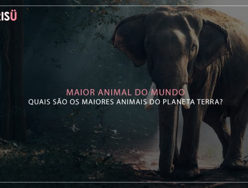 Maior Animal do Mundo