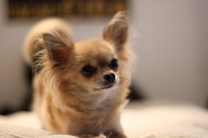 cachorros fofos chihuahua