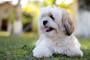 cachorros fofos lhasa