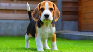 cachorros fofos beagle