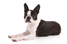 cachorros fofos -boston_terrier