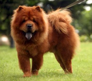 cachorros fofos chow chow